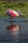 Roseate spoonbills display their bright pink color. Art Print